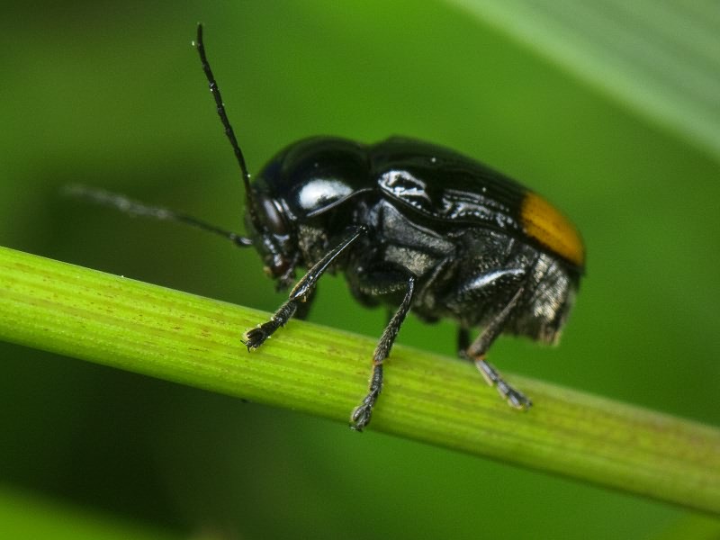 Cryptocephalus (Cryptocephalus) biguttatus (Scopoli, 1763)